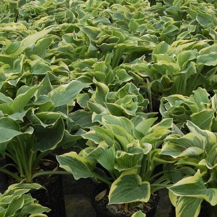 Wide Brim Hosta