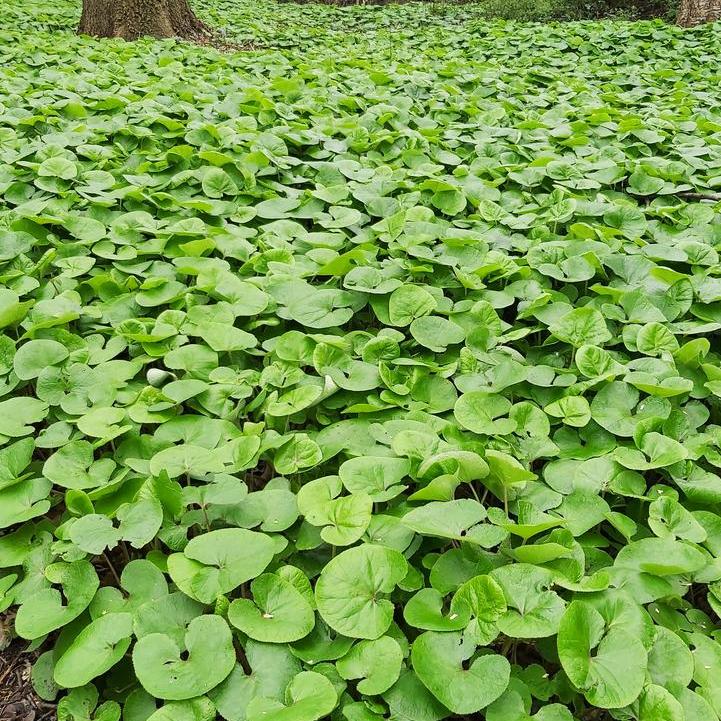 Wild Ginger