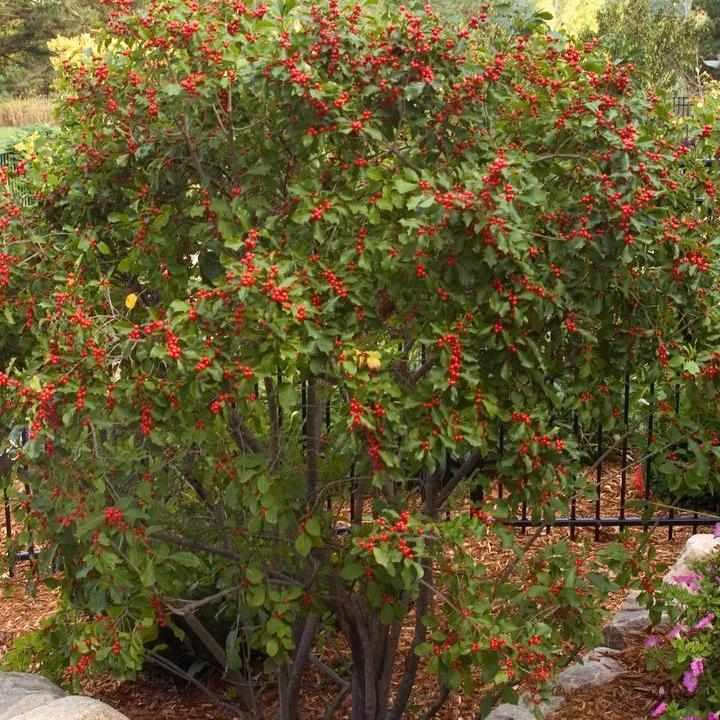 Wildfire® Winterberry