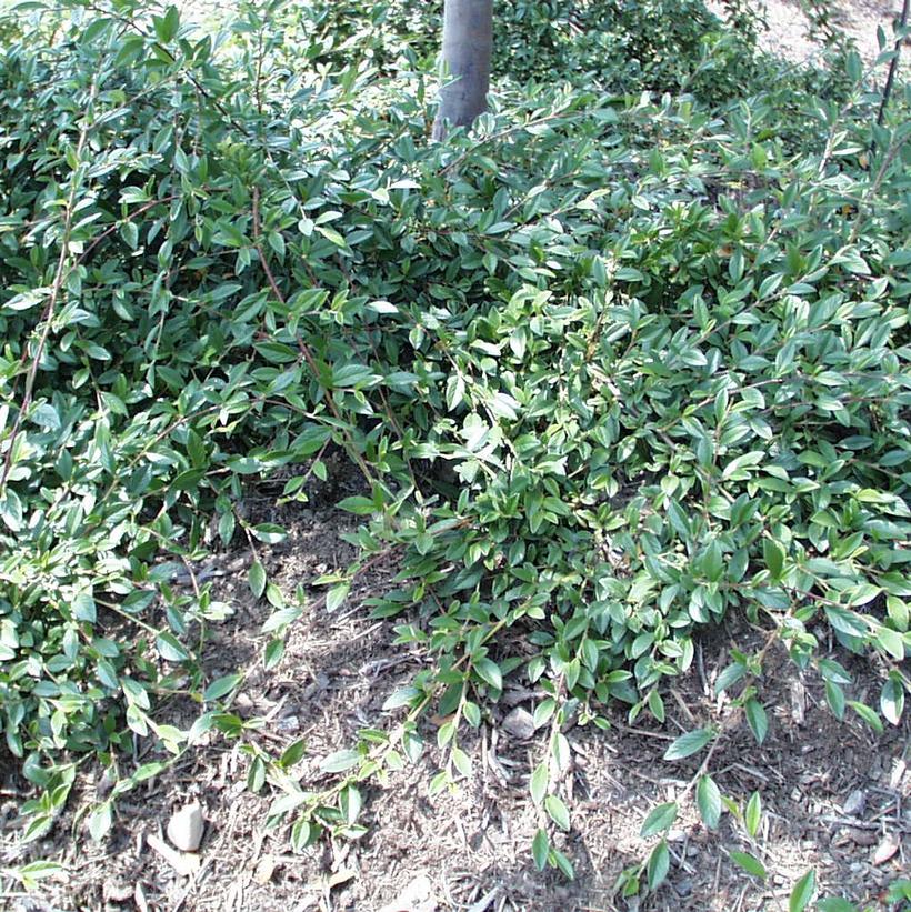 Willowleaf Cotoneaster