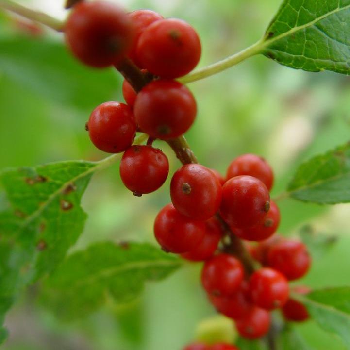 Winter Red Winterberry