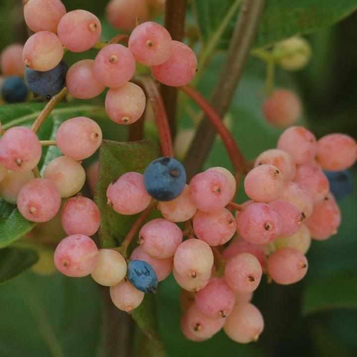 Winterthur Witherod Viburnum