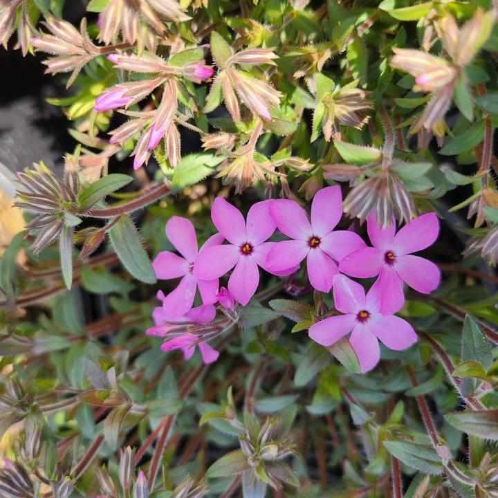 Woodlander Pink Phlox