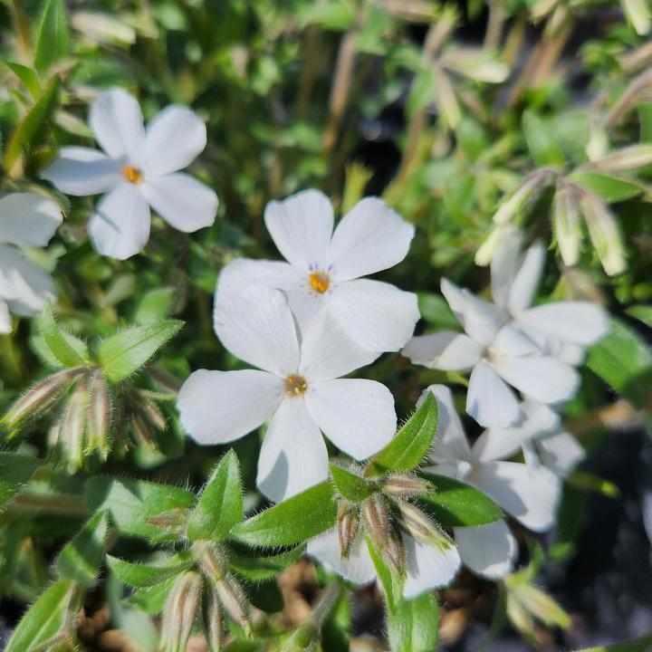 Woodlander White Phlox