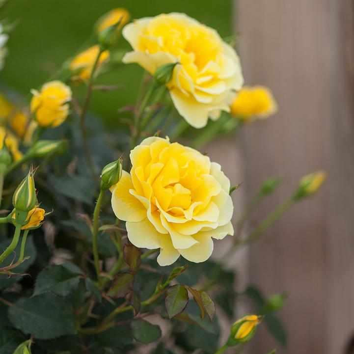 Yellow Submarine Easy Elegance® Rose