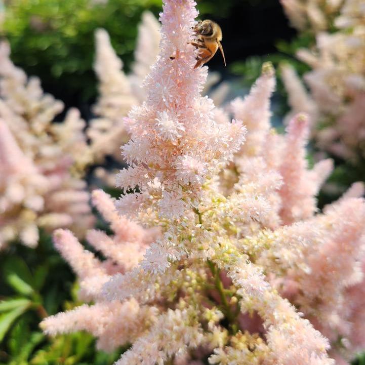 Younique Silvery Pink Astilbe