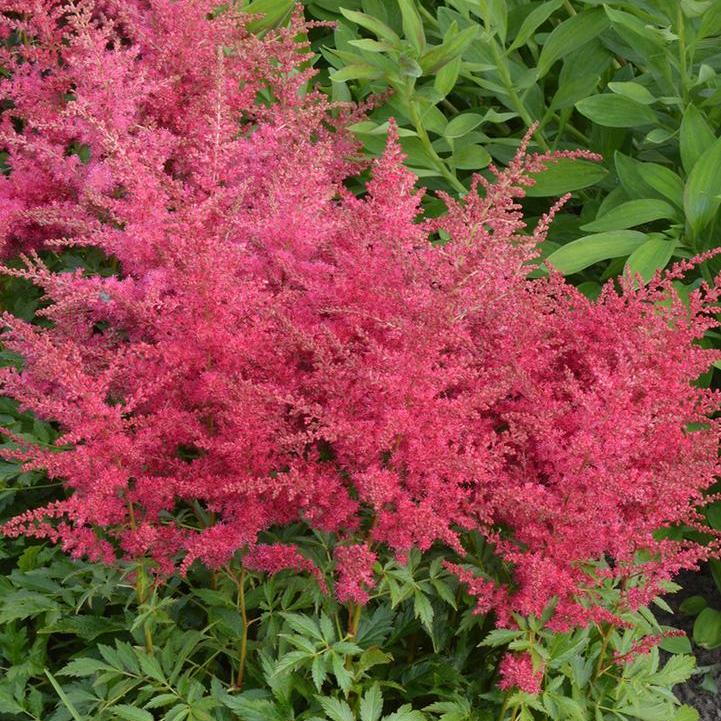 Younique® Ruby Red Astilbe