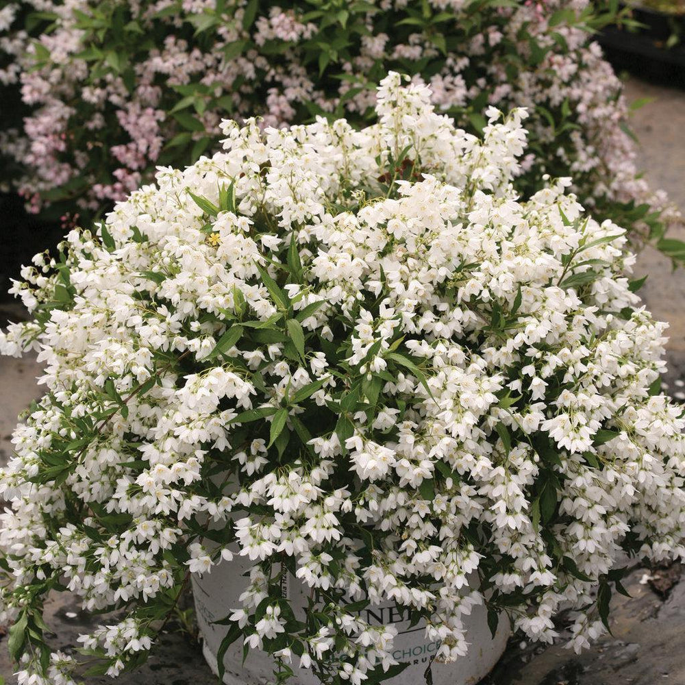 Yuki Snowflake® Deutzia