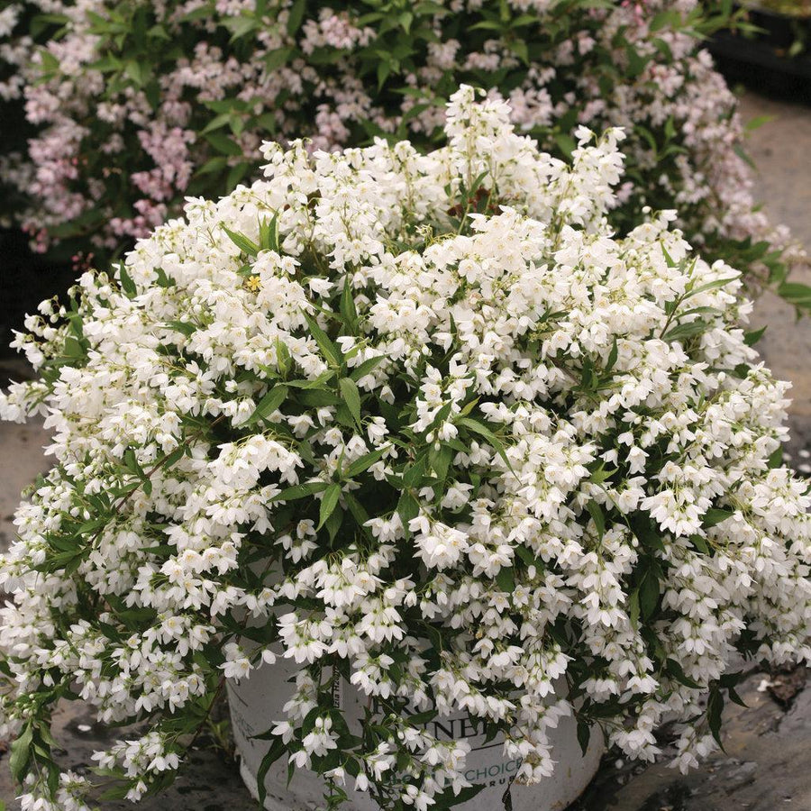 Yuki Snowflake® Deutzia