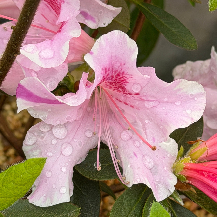 Pink rhododendron flowers with water droplets on the petals, surrounded by green leaves in a garden setting. |Spotswood Greenery