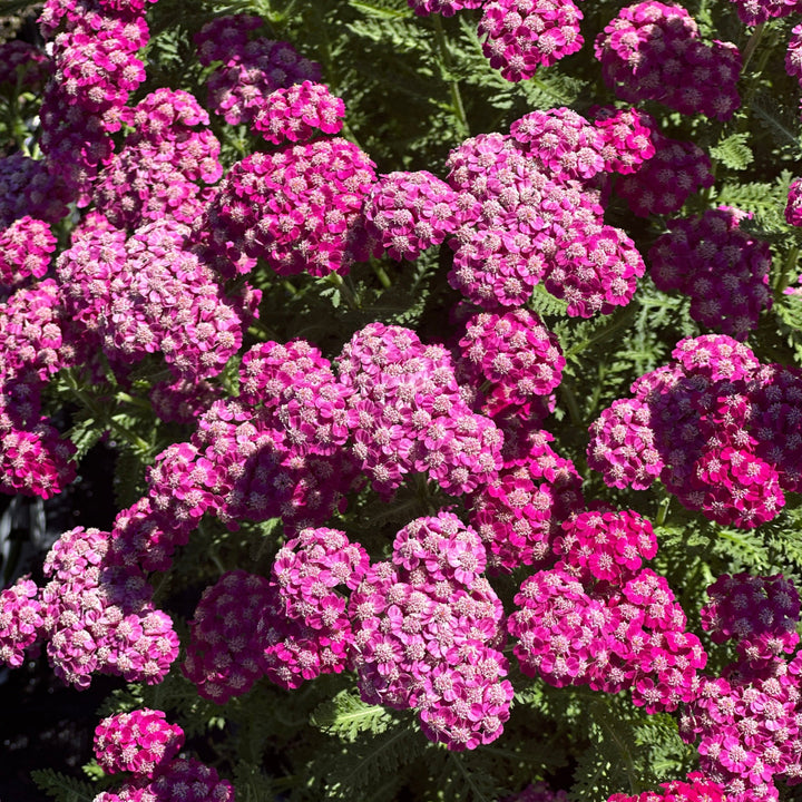 Firefly Fuschia Yarrow