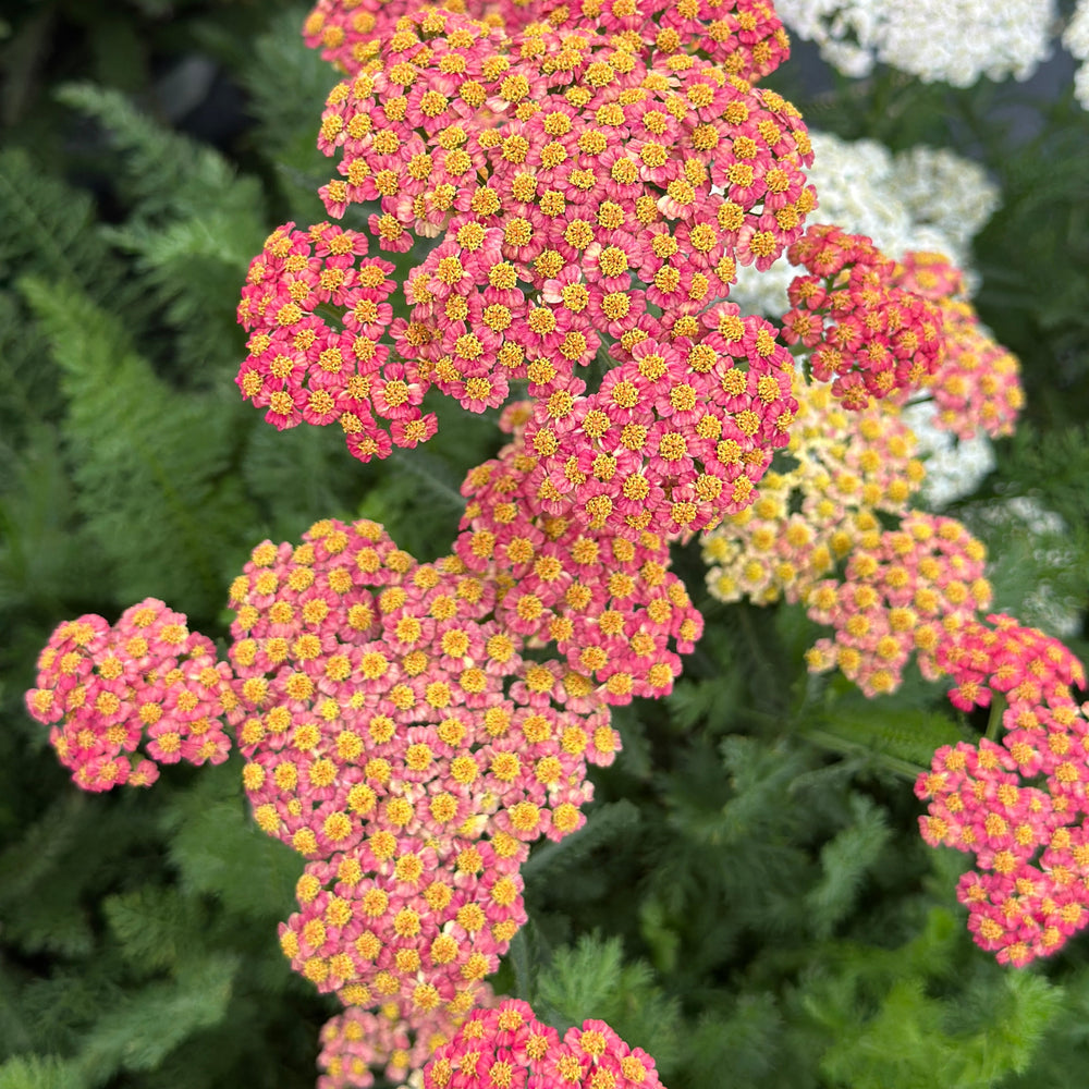 Firefly Peach Sky Yarrow