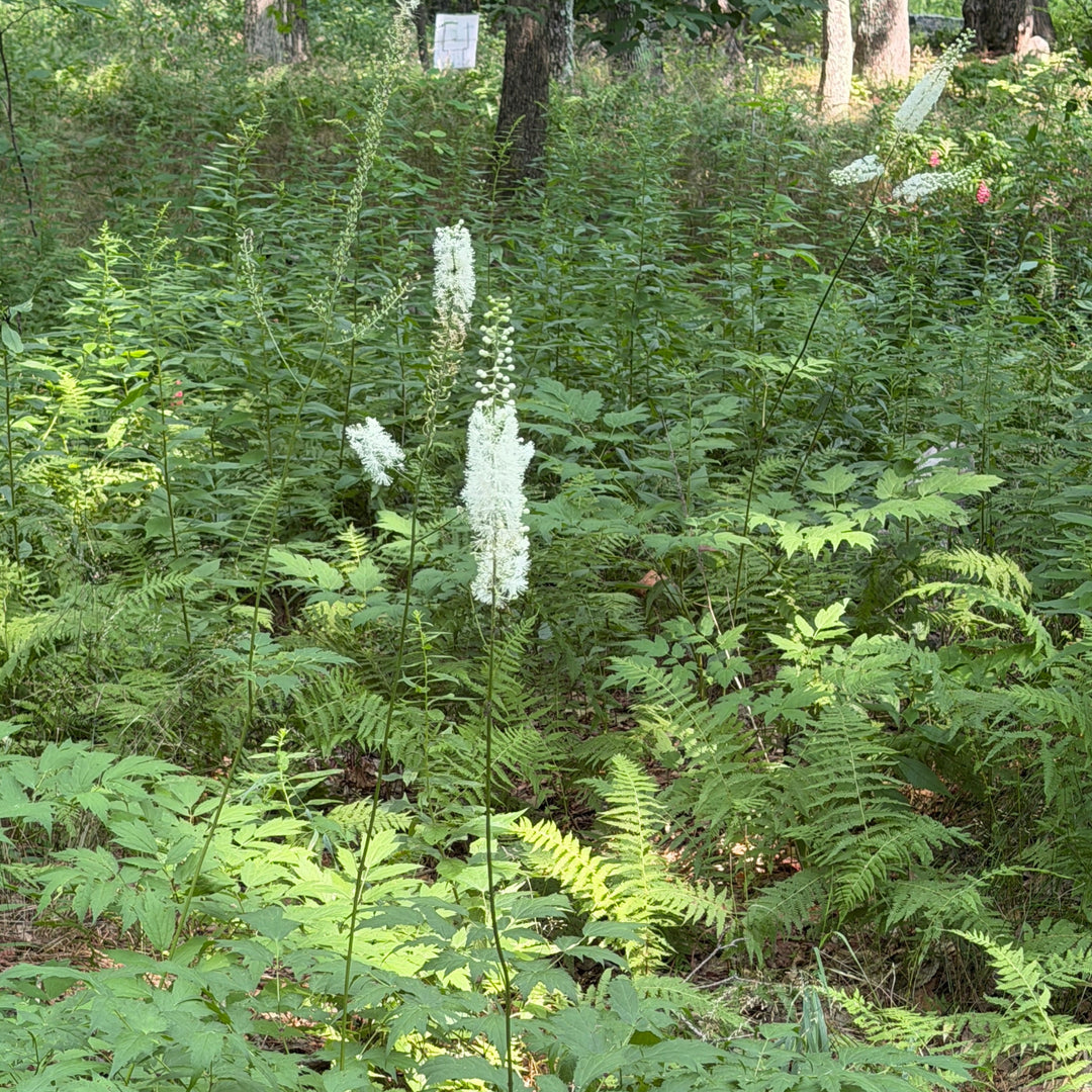 BLACK COHOSH IN BLOOM |Spotswood Greenery