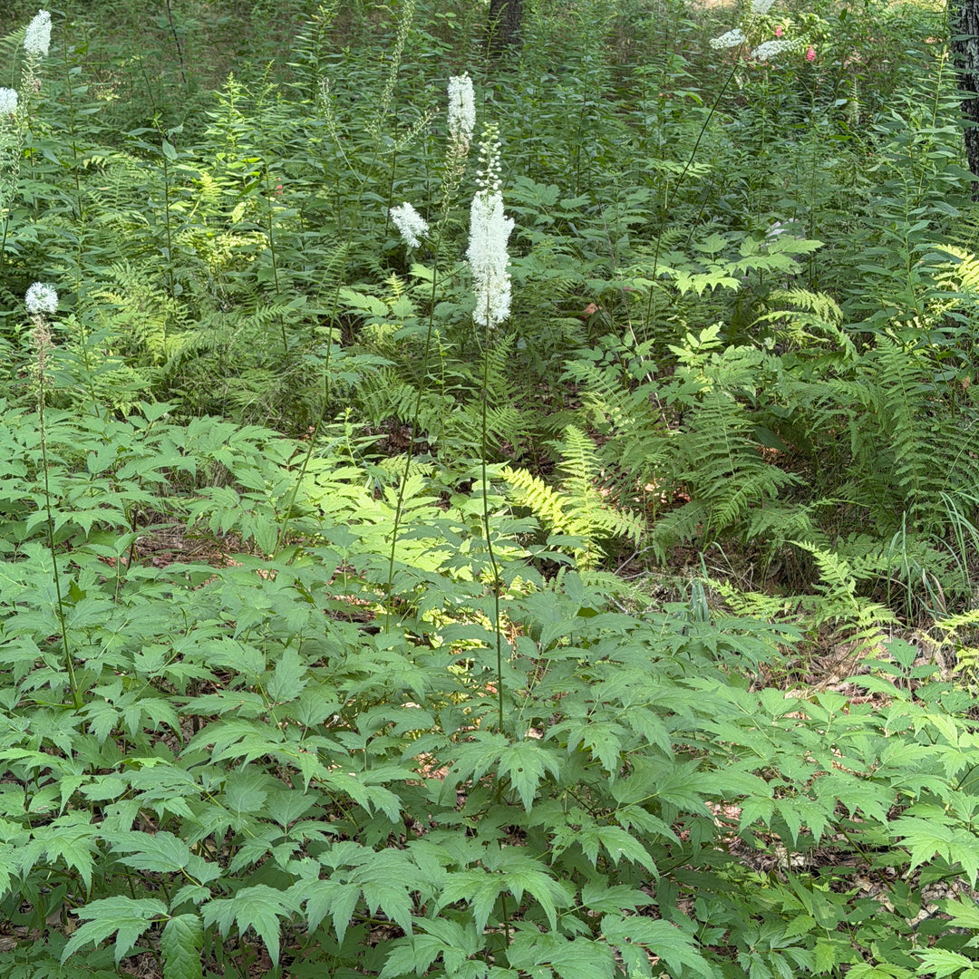 Black cohosh in bloom |Spotswood Greenery