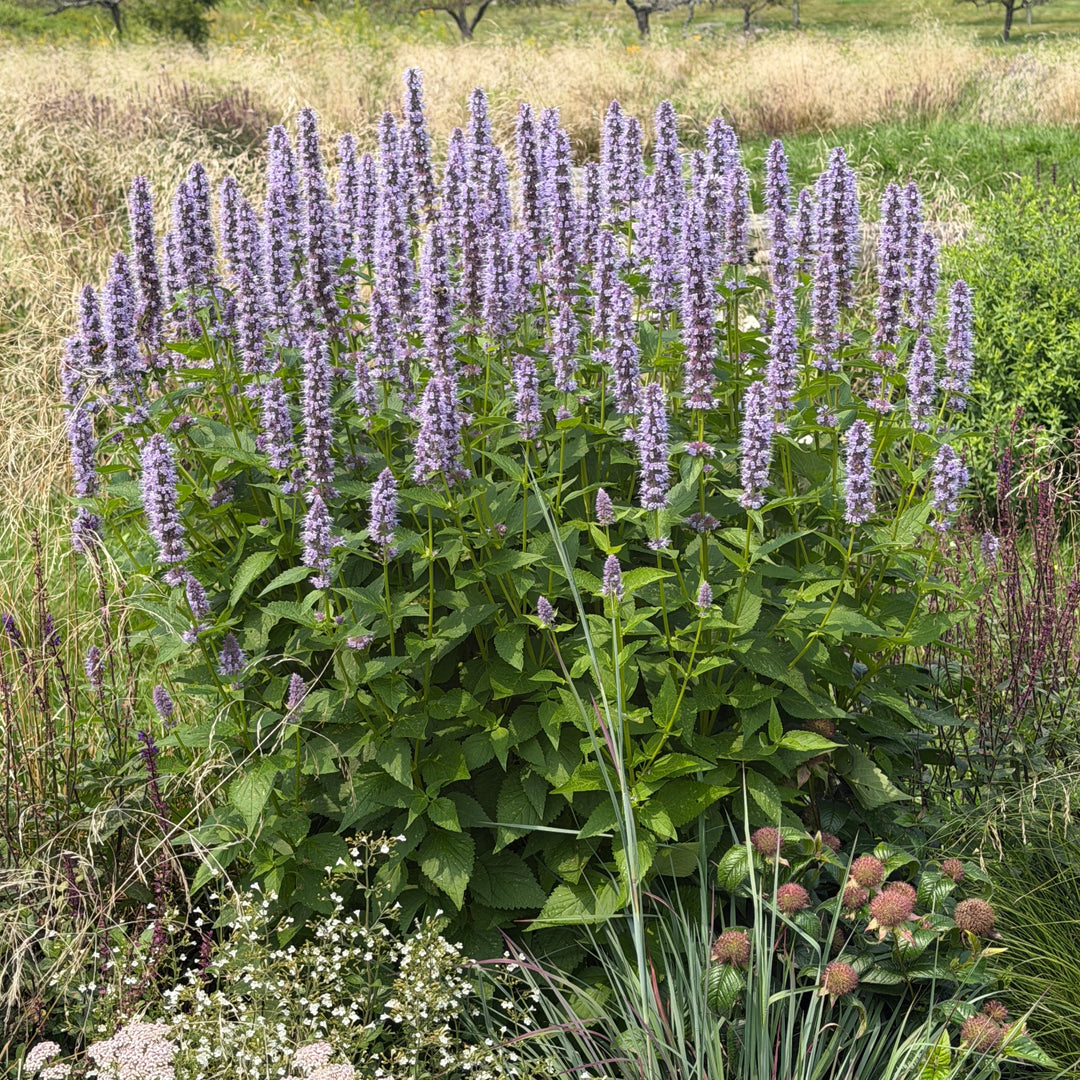 Blue Fortune Anise in bloom |Spotswood Greenery