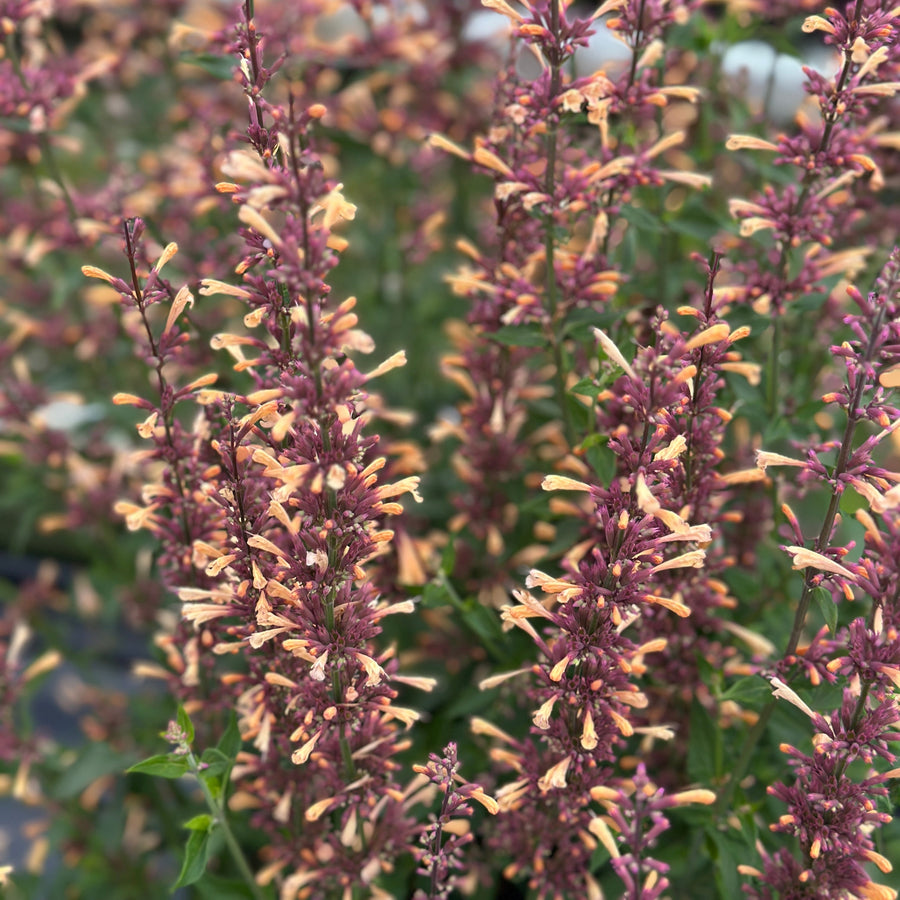 Meant to Bee® 'Queen Nectarine' Anise Hyssop