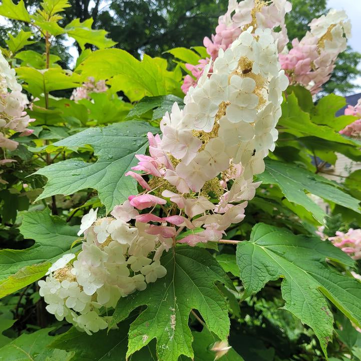 Alice Oakleaf Hydrangea |Prides Corner Farms