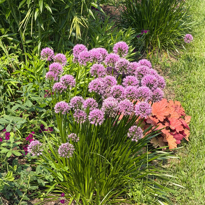 millenium flowering onion  |Spotswood Greenery
