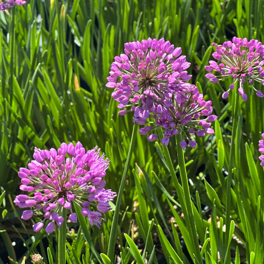 millenium flowering onion  |Spotswood Greenery