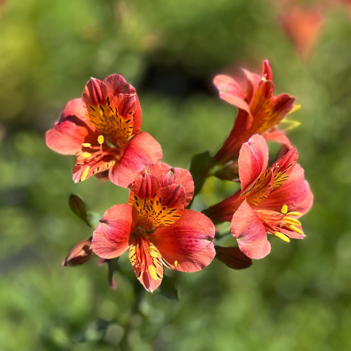 Coral Chaos Peruvian Lily |Spotswood Greenery