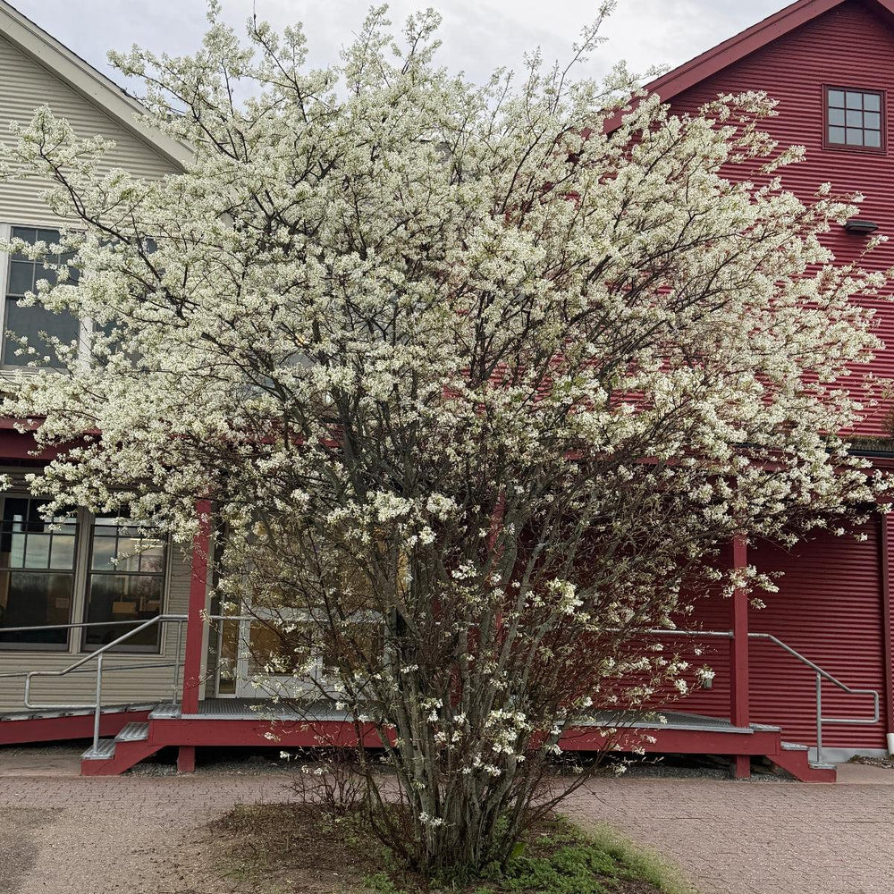 Serviceberry |Spotswood Greenery
