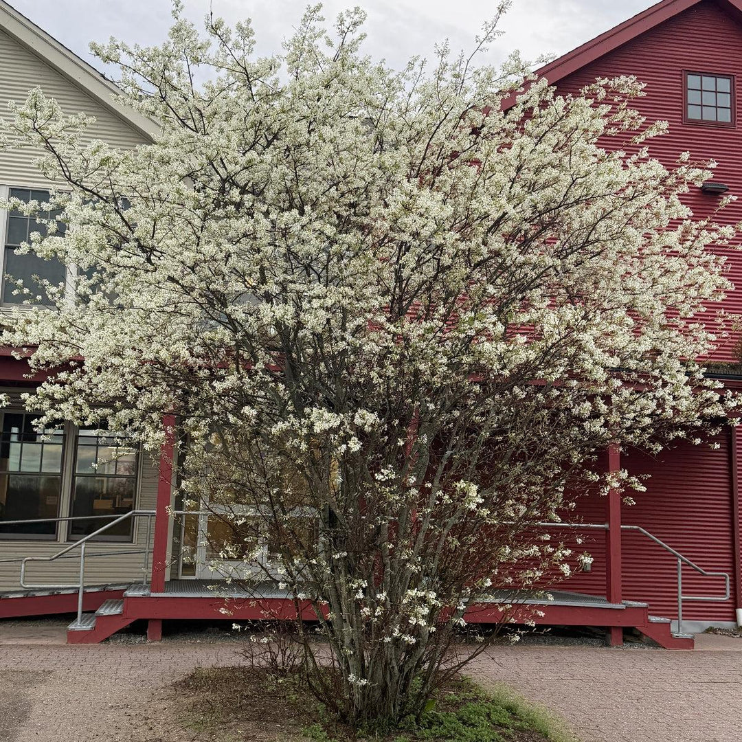 Serviceberry |Spotswood Greenery