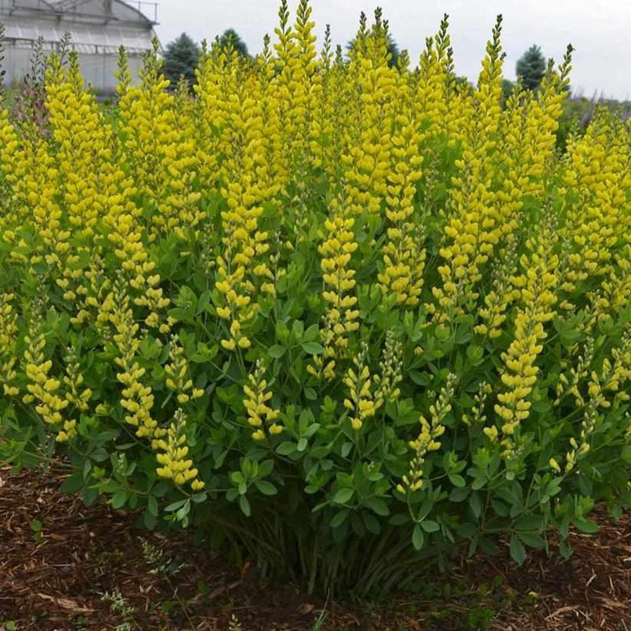 American Goldfinch False Indigo- | Proven Winners®