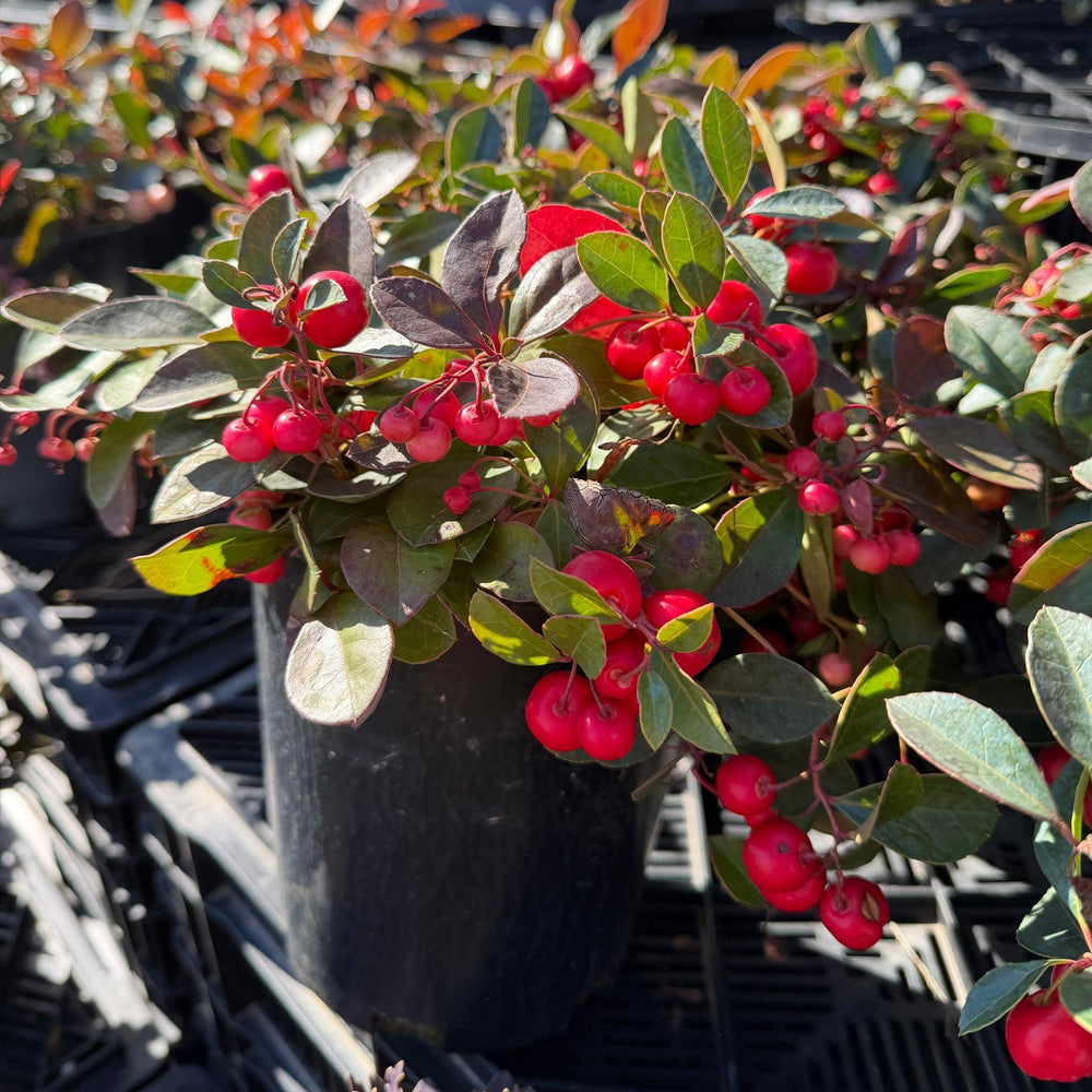 American Wintergreen |Spotswood Greenery