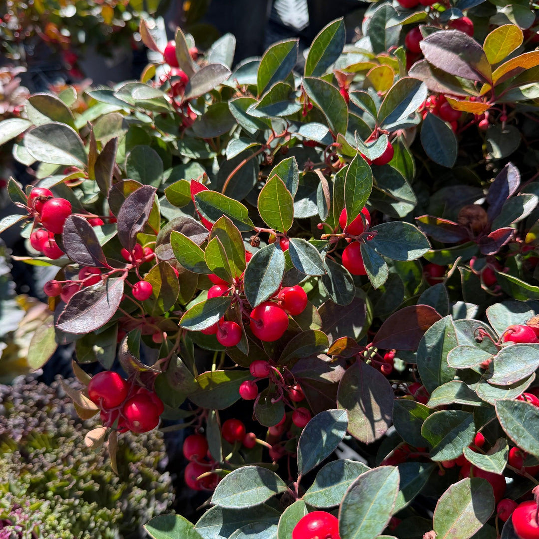 American Wintergreen