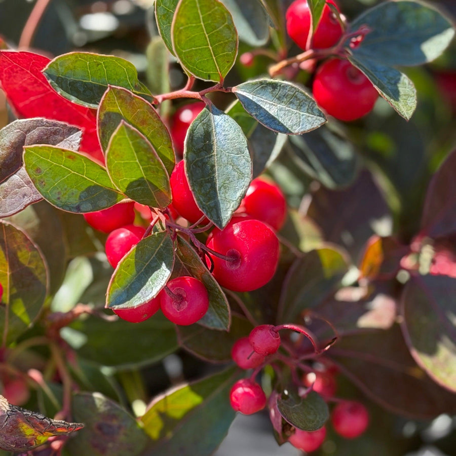 American Wintergreen