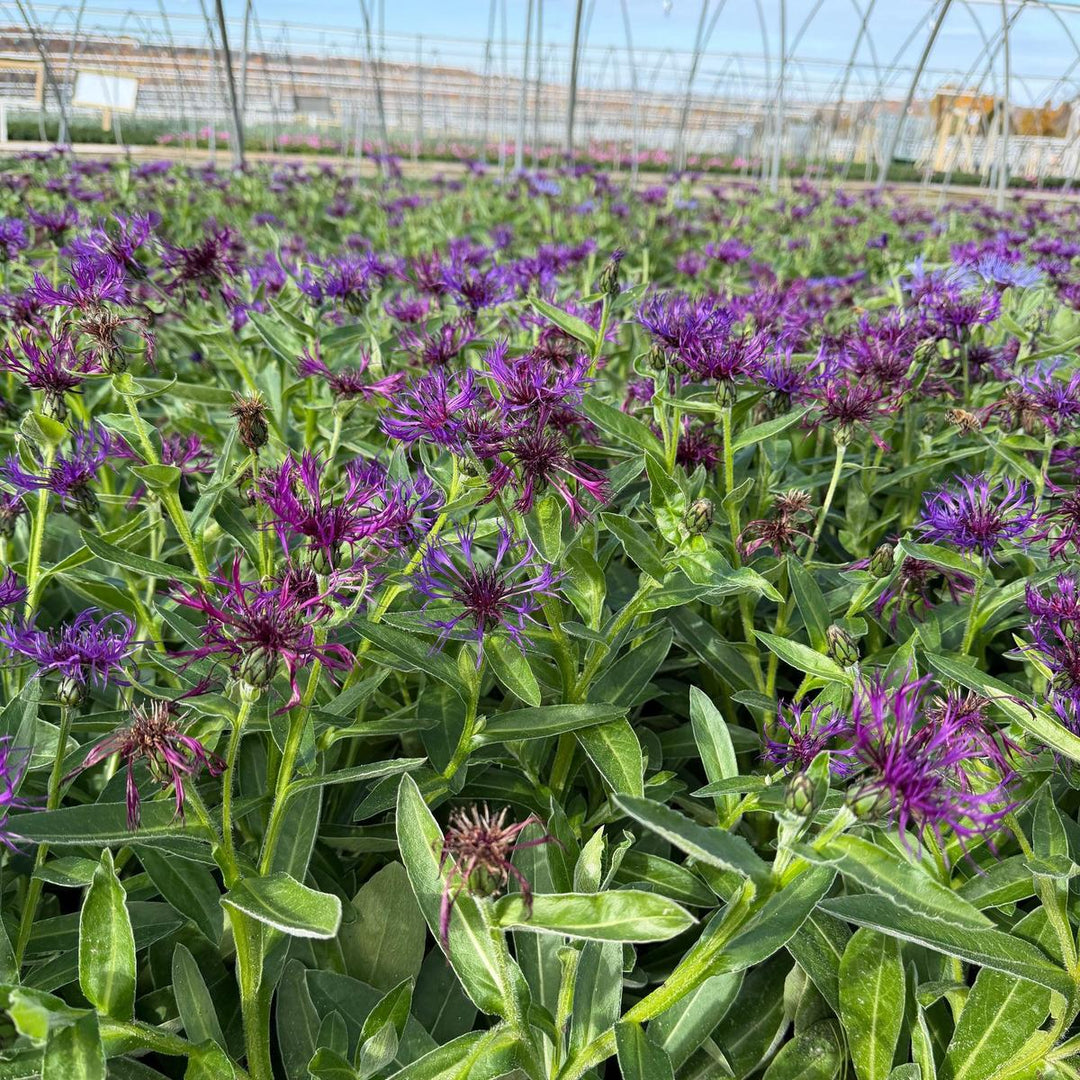 Amethyst Dream Bachelor Button |Spotswood Greenery