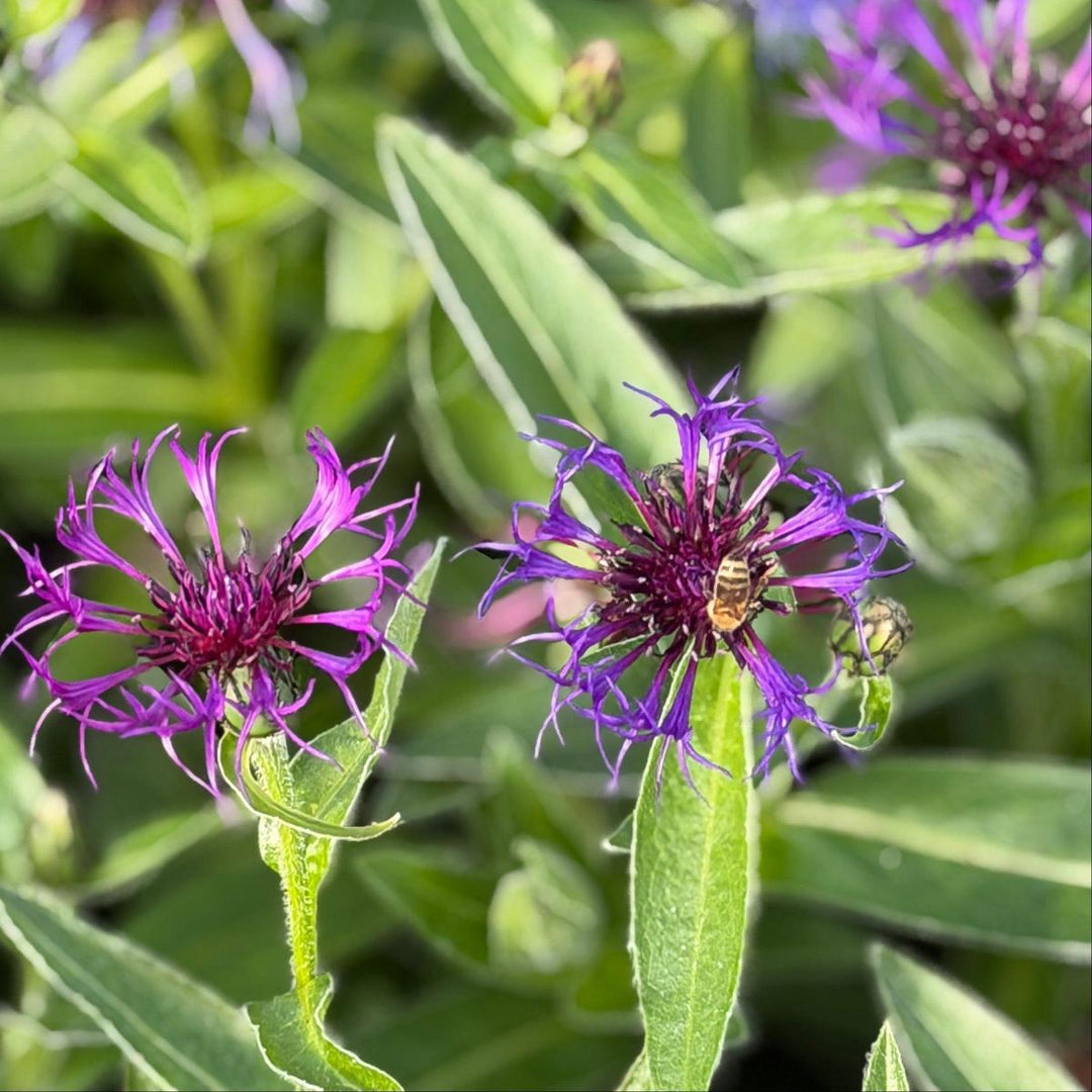 Amethyst Dream Bachelor Button |Spotswood Greenery