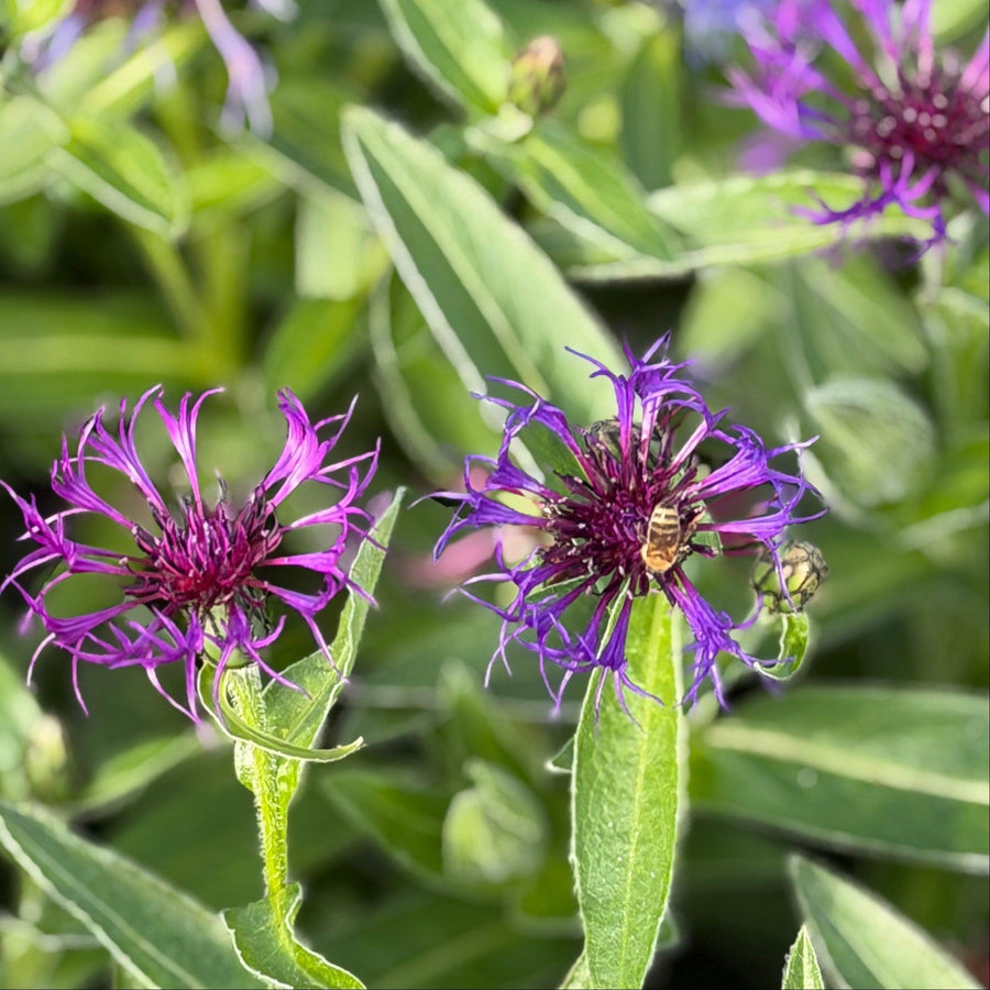 Amethyst Dream Bachelor Button
