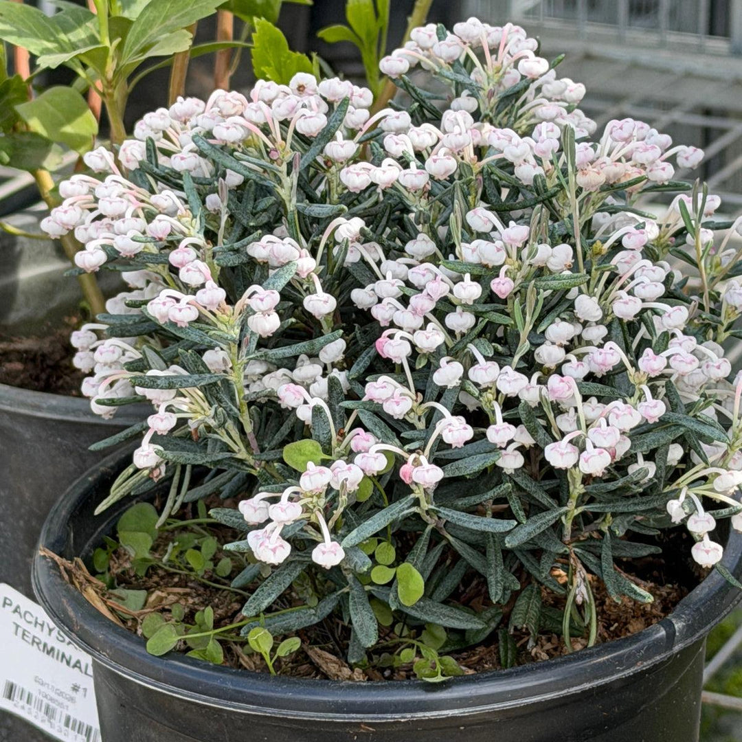 Blue Ice Bog Rosemary |Spotswood Greenery