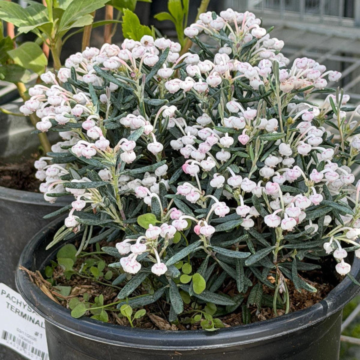 Blue Ice Bog Rosemary |Spotswood Greenery