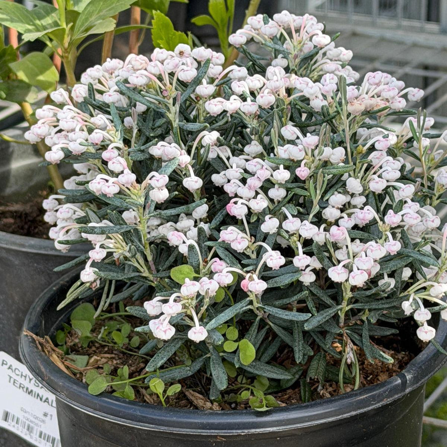 Blue Ice Bog Rosemary |Spotswood Greenery