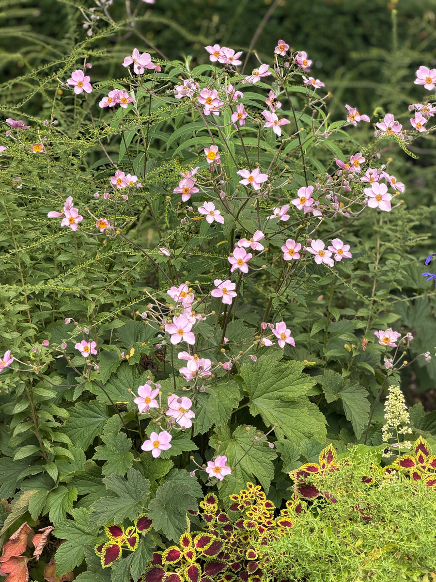 September Charm windflower in bllom