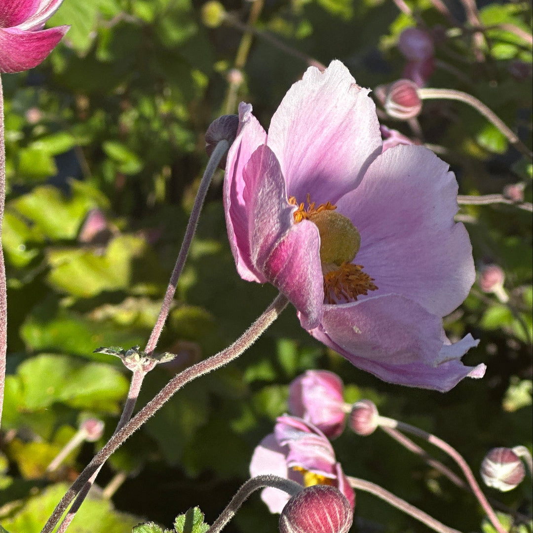 Pink anemone flowers with yellow centers and green leaves growing in a natural outdoor setting. 
|Spotswood Greenery