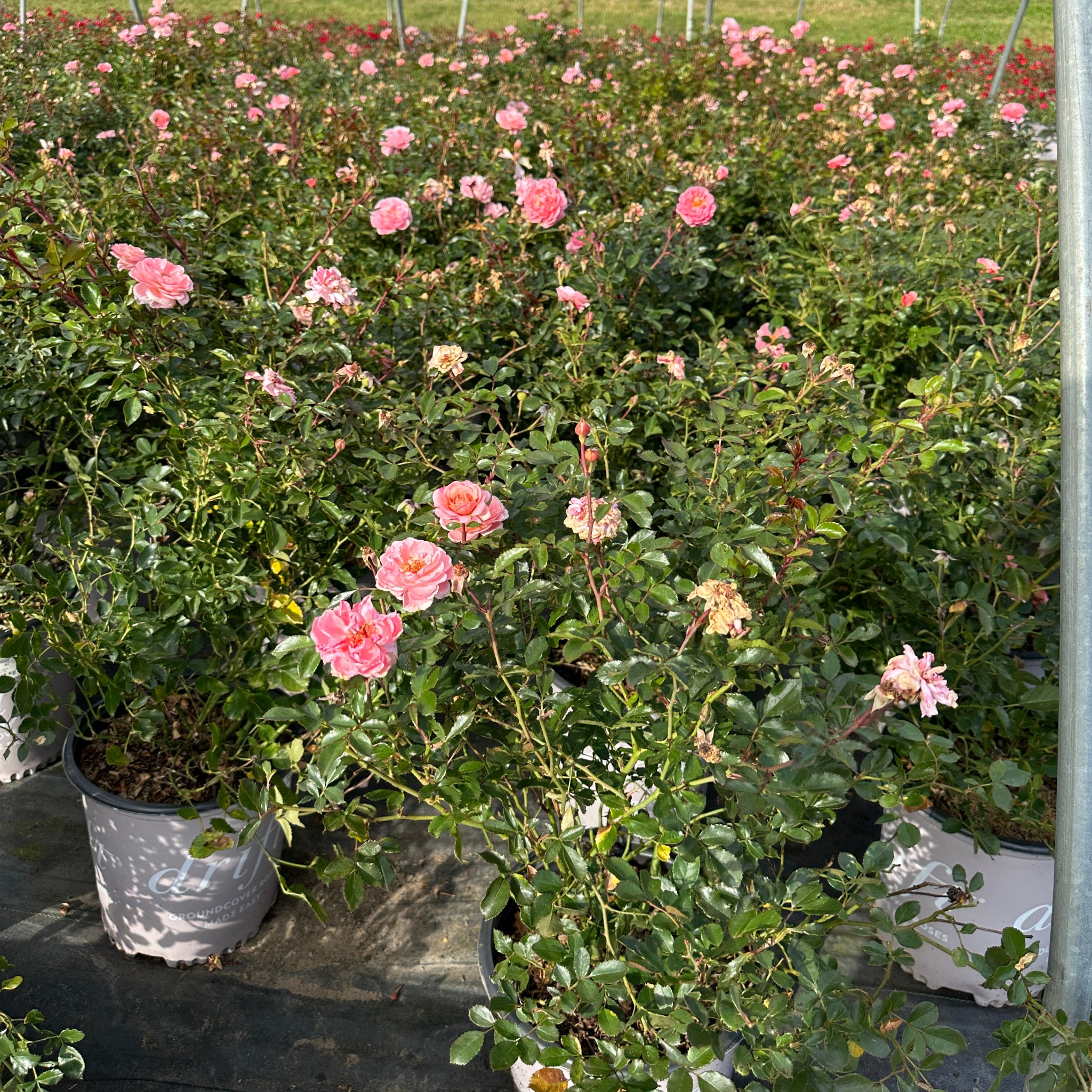 Apricot Drift Rose (Rosa 'Meimirrote') – Spotswood Greenery