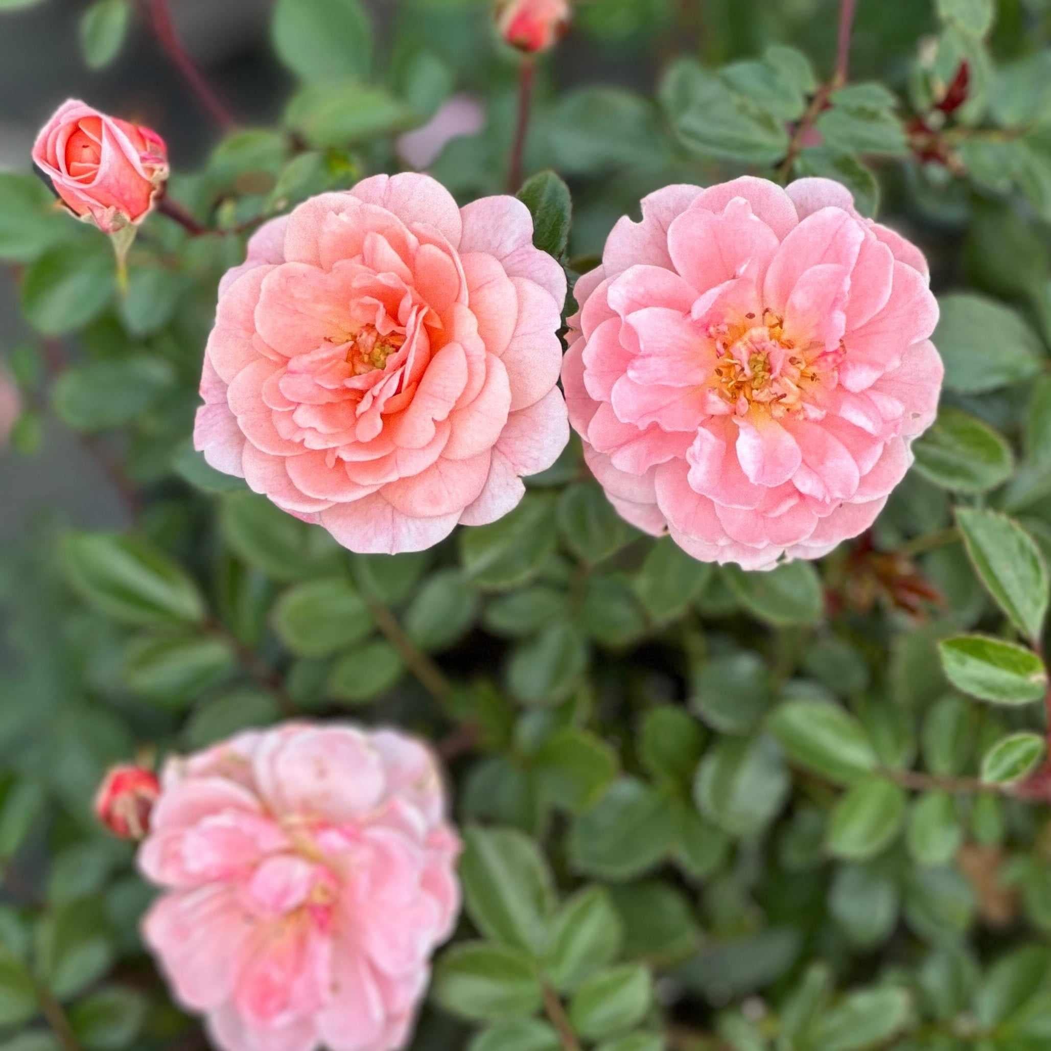 Apricot Drift® Rose – Spotswood Greenery