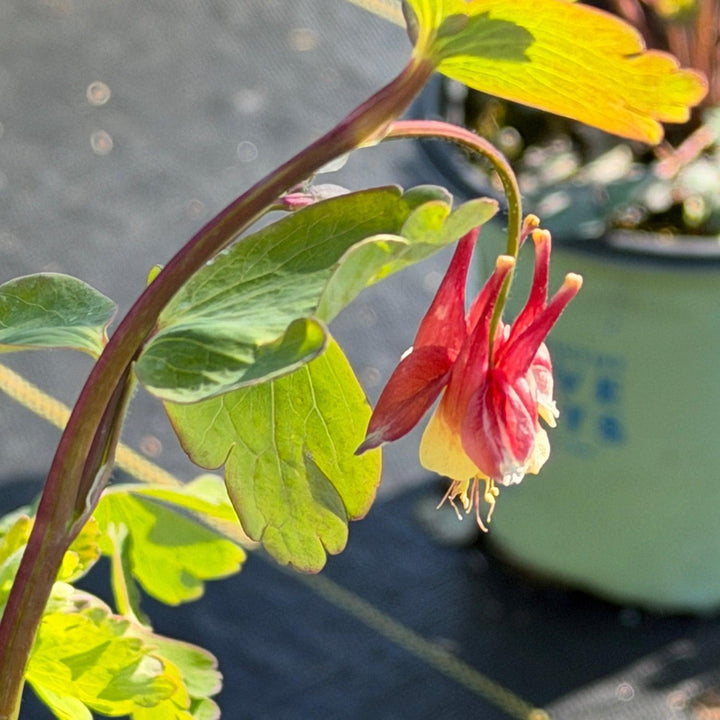 Eastern Columbine |Spotswood Greenery