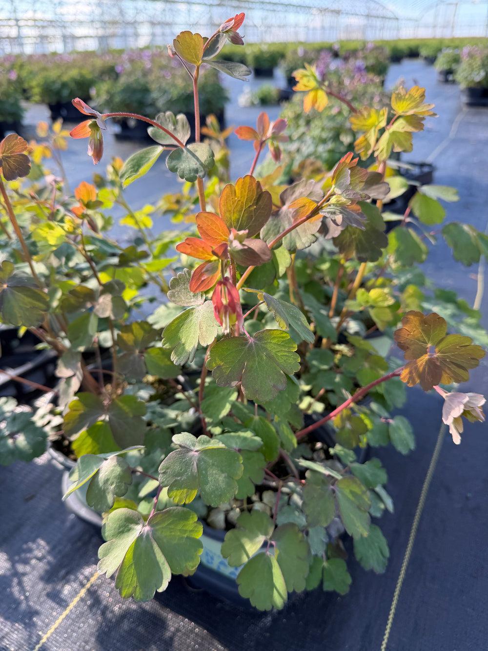 Eastern Columbine |Spotswood Greenery