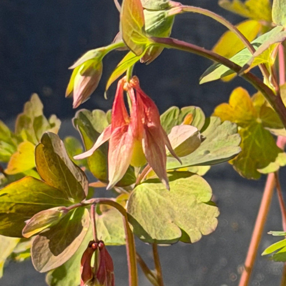 Eastern Columbine |Spotswood Greenery