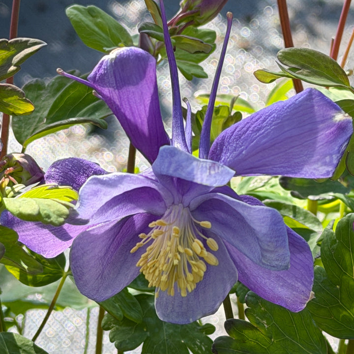 Purple and blue columbine. |Spotswood Greenery