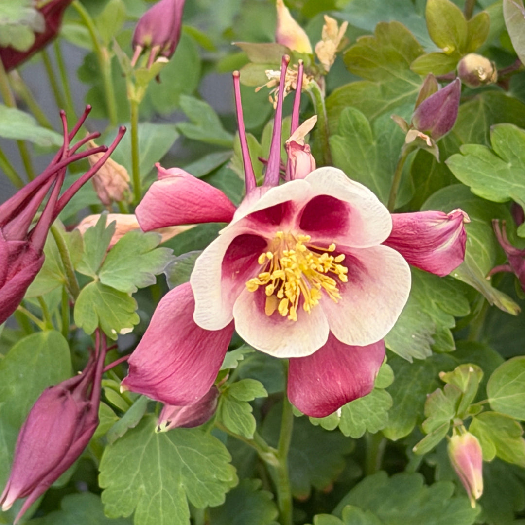 Red and White Columbine |Spotswood Greenery