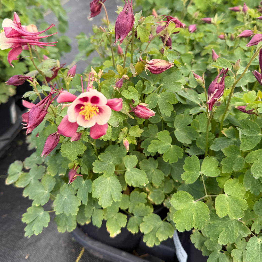 Red and White Columbine |Spotswood Greenery