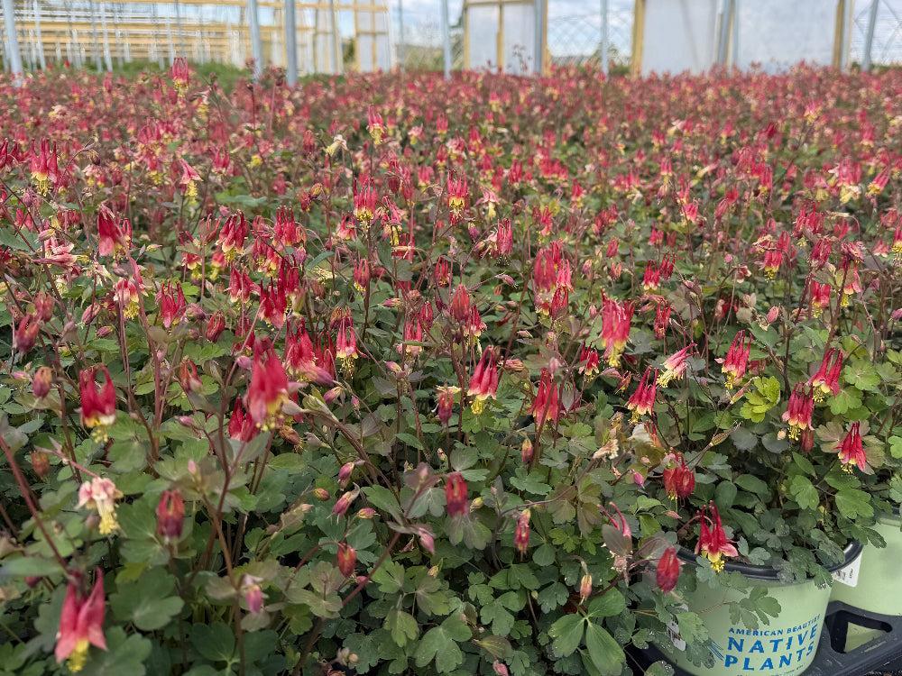 Little Lanterns Columbine |Spotswood Greenery
