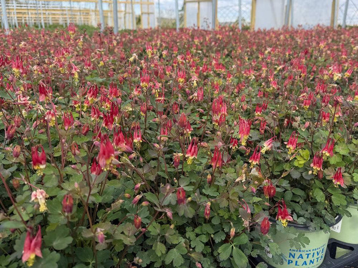 Little Lanterns Columbine |Spotswood Greenery
