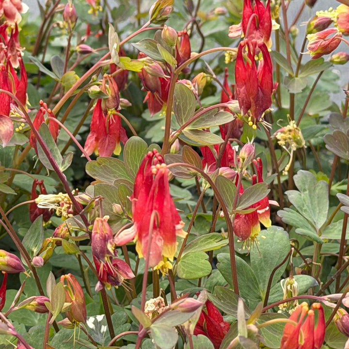 Little Lanterns Columbine |Spotswood Greenery