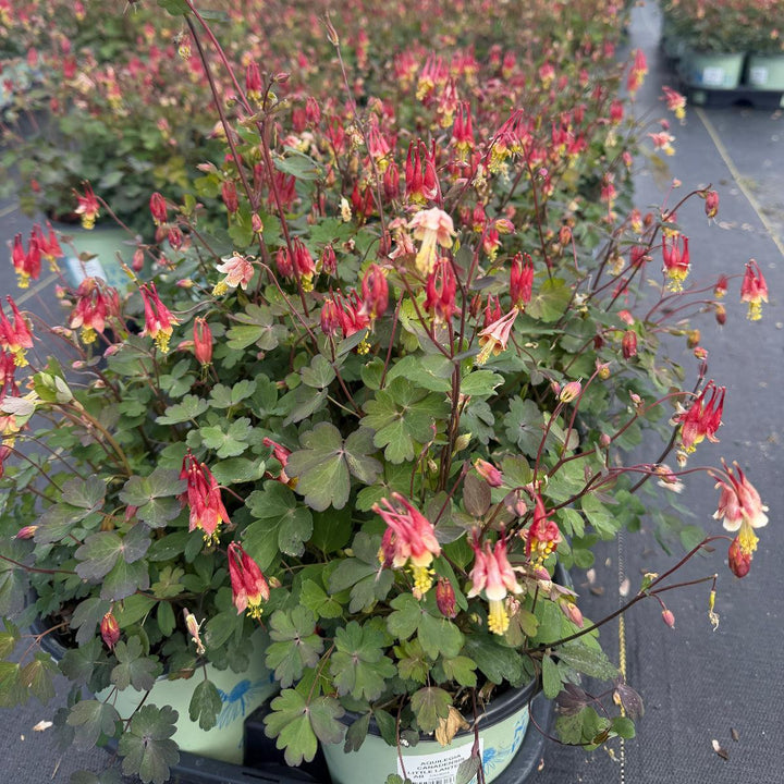 Little Lanterns Columbine |Spotswood Greenery